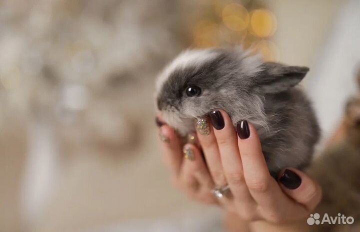 Мини карликовый кролик