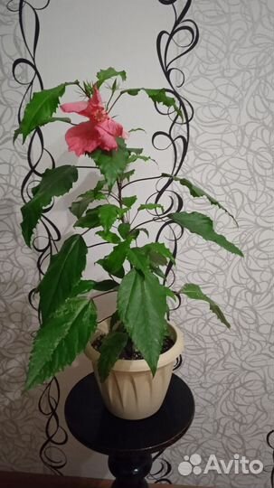 Гибискус пестролистный