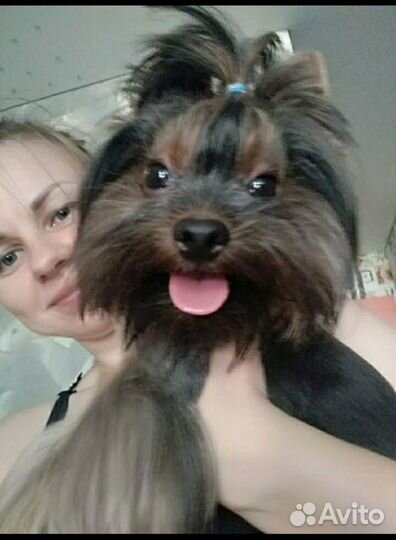 Передержка собак, догситтер