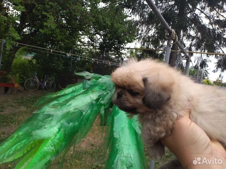 Пекинесик в добрые руки