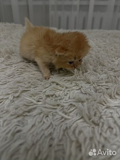 Персидские котята