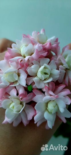Укорененные отростки сортовой пеларгонии (герань)