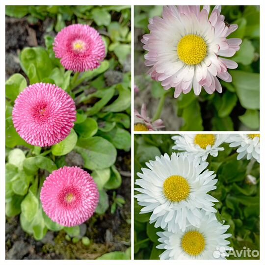 Ромашки (пиретрум), пролески и др