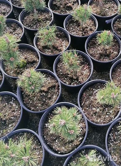 Сосна (pinus heldr.) Mops в 5л