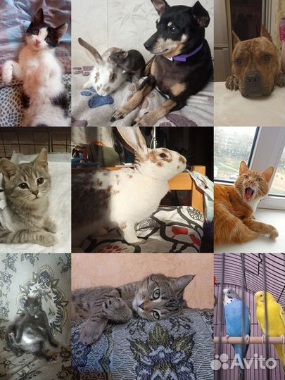 Передержка животных и выгул собак