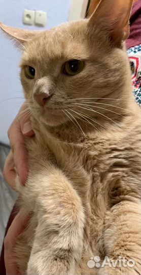 Самый лучший рыжий котик ищет дом