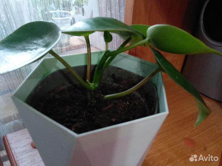 Пеперомия рейндроп