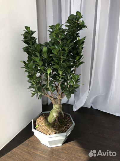 Бонсай фикус гинсенг