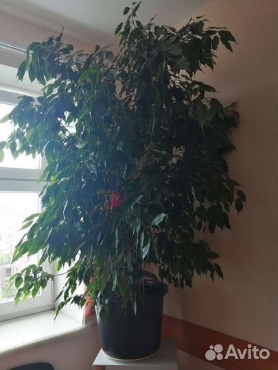 Фикус бенджамина большой