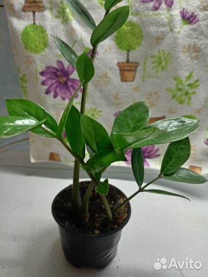 Комнатные цветы