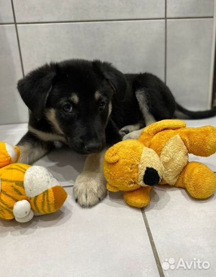 У щенков всего 5 дней