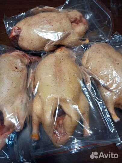 Курица домашняя. Яйцо