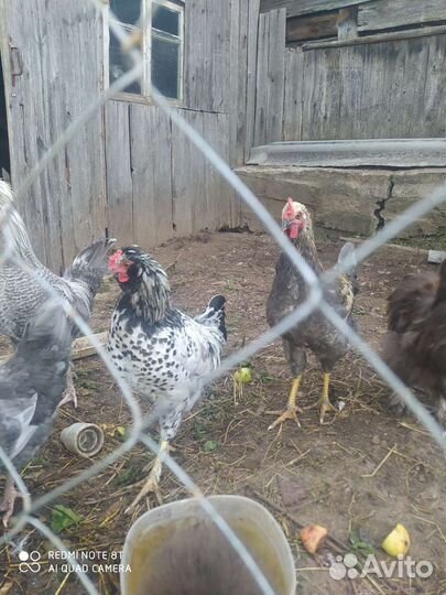 Петушки, Индюк