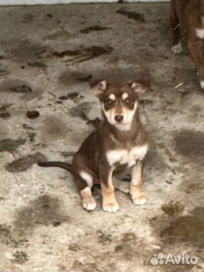 Щенки от небольшой собаки 3 мес