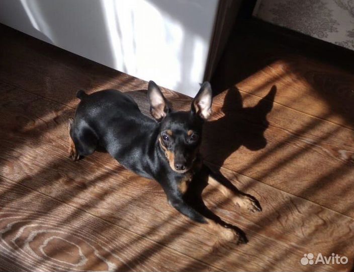 Цвергпинчер девочка в добрые руки