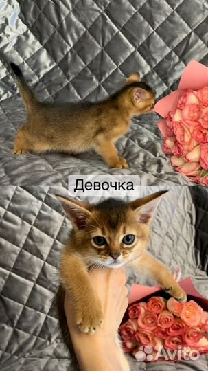 Абиссинская