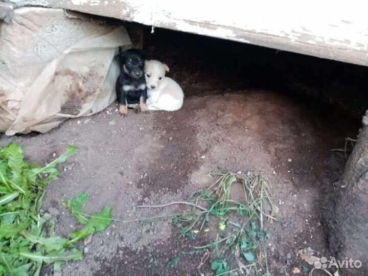 Щенки в добрые руки