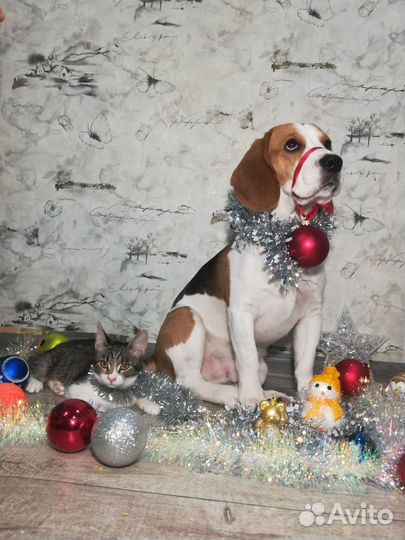 Вязка кобель бигль