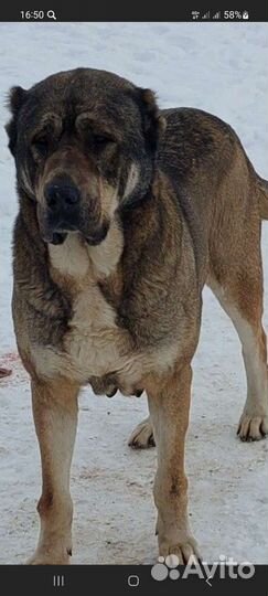 Турецкий кангал щенок