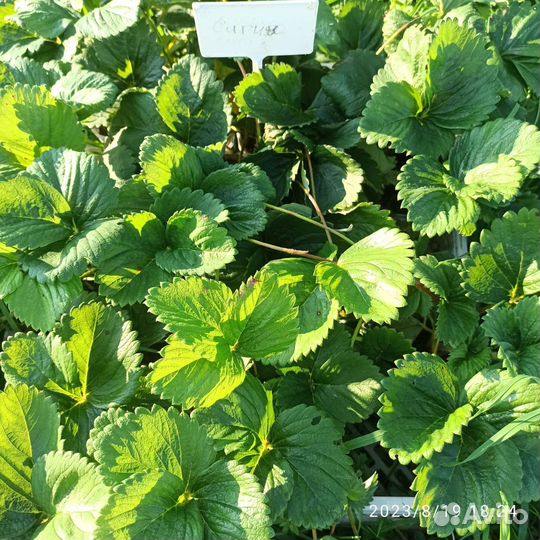 Клубника ранняя, среднего срока созревания