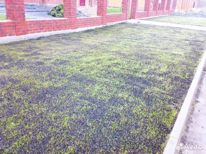 Газон посевной