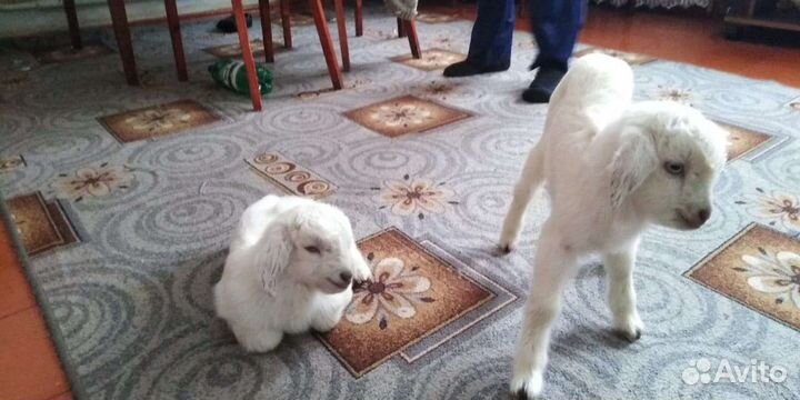 Продаётся козлик от высокоудойной козы