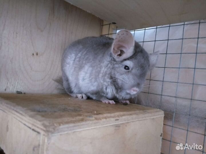 Шиншилла Бежевая бархатная фиолетовая пастель