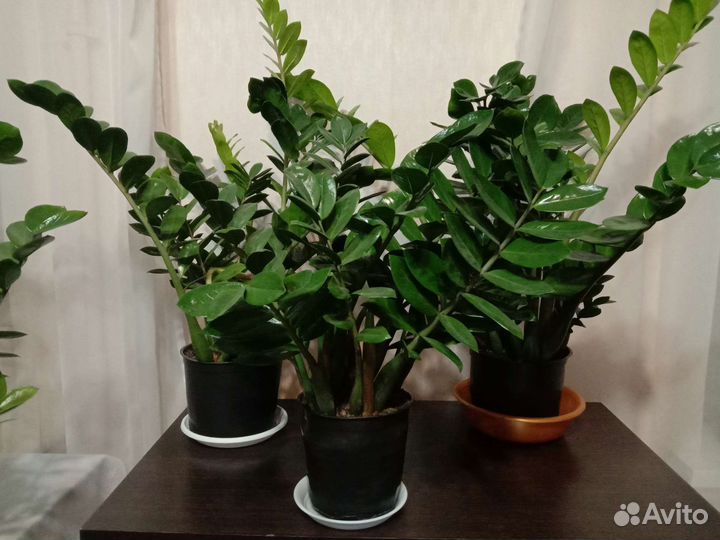 Замиокулькас