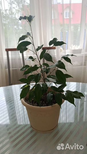 Фикус бенджамина