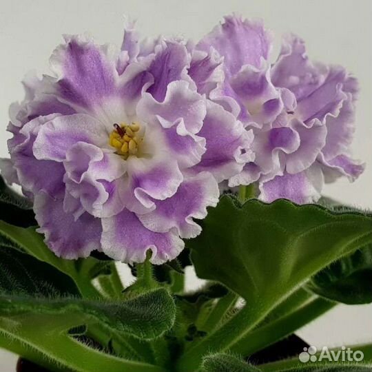 Сортовые фиалки