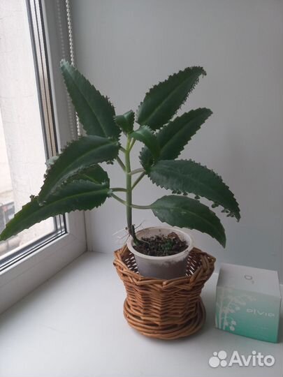 Каланхоэ лечебное