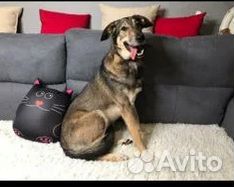 Умная собачка