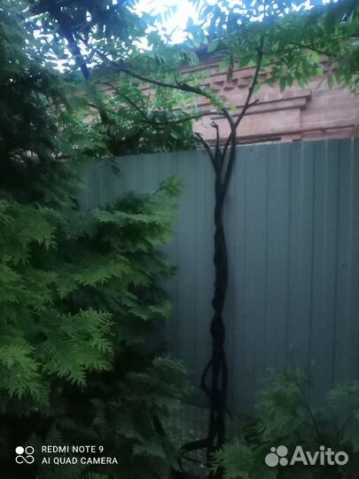 Глициния Сиреневая