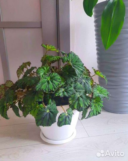 Бегония тигровая