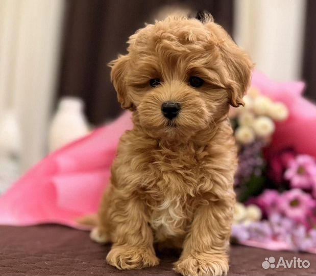 Мальтипу f1 mini