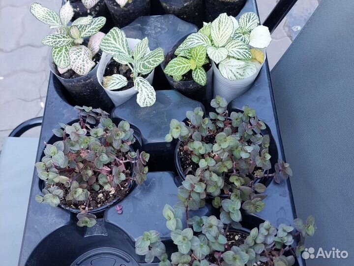 Коллизия и фиттония