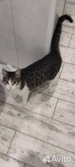 Кошка в дар бесплатно