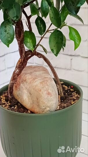 Фикус Микрокарпа (Мокламе)