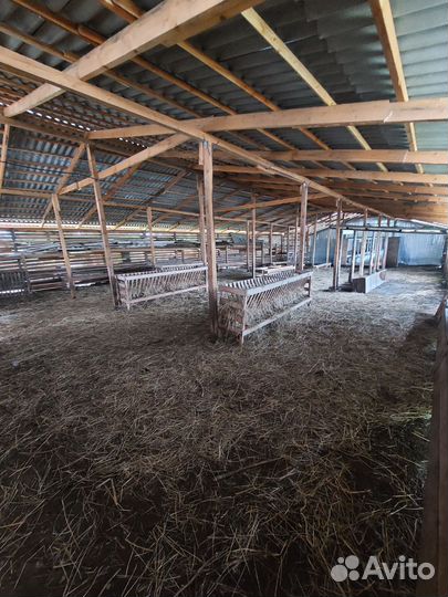 Готовый бизнес. Животноводческая ферма