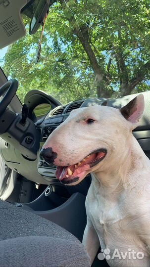 Стандартный бультерьер