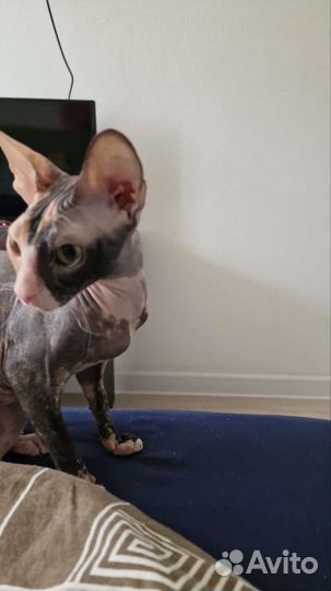 Донской сфинкс кошка ищет жениха