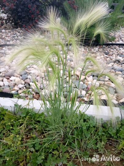Декоративный злак. Многолетний