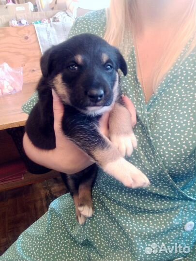 Щенок в добрые руки