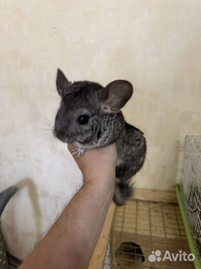 Шиншилла семья