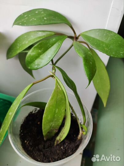 Хойя пубикаликс Сильвер пинк