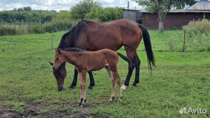 Лошадь жеребец