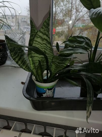 Комнатные цветы