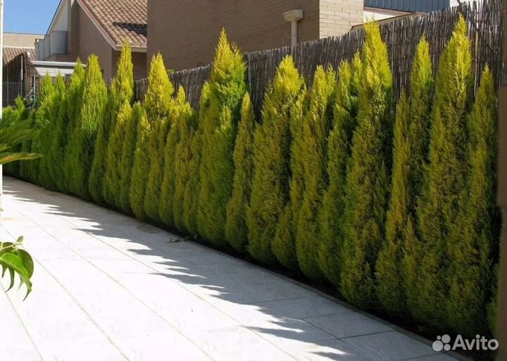 Можжевельник глаука,сосны,туя