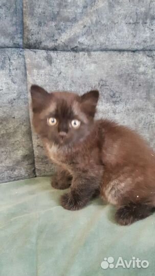 Кошки в добрые руки бесплатно