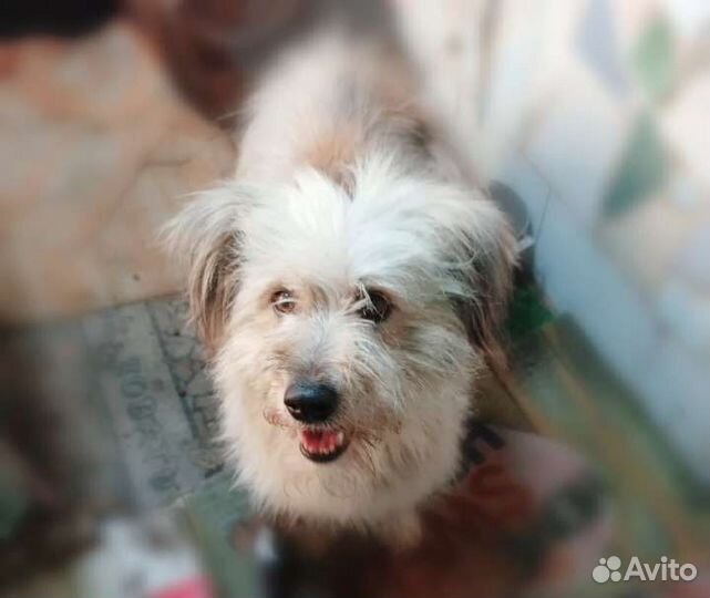 Мелкая собачка в добрые руки